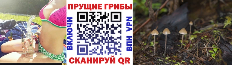 продажа наркотиков  Мезень  Псилоцибиновые грибы Cubensis 